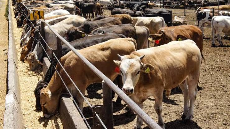 En el sur de Sinaloa se han detectado tres casos de gusano barrenador en el ganado.